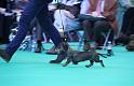 Crufts_dachshunds 653